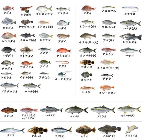 一個人過生日 日本魚種類